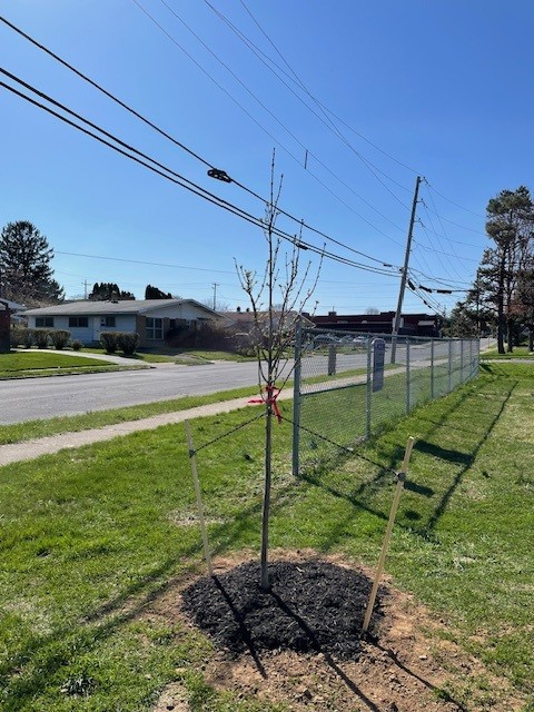 Tree-10.jpg